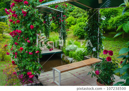 Rose flowers blooming in the park 107238500