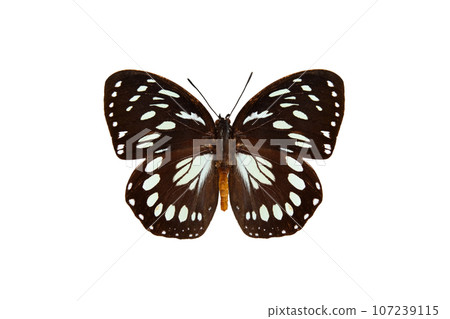 common forest queen (euxanthe eurinome) isolated on white background 107239115