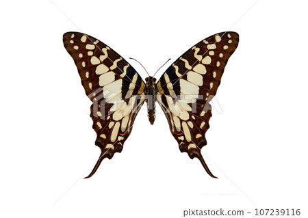 large striped swordtail (graphium antheus) isolated on white background 107239116