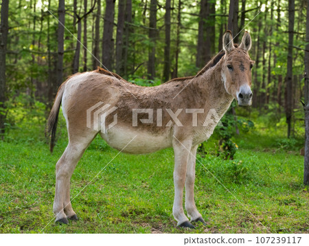 kulan standing in the background of the forest 107239117