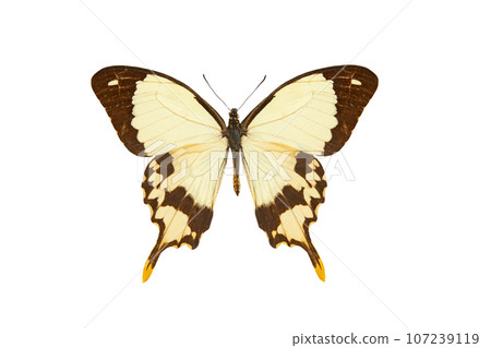 african swallowtail (papilio dardanus) isolated on white background 107239119