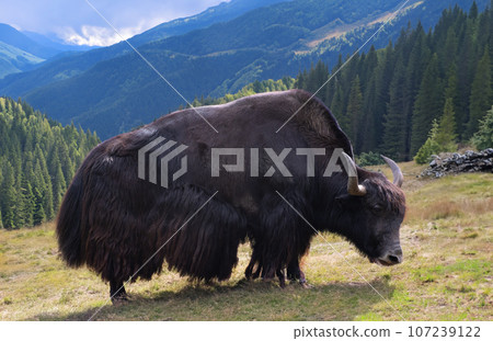 Yak in a pasture high in the mountains Yak in a pasture high in the mountains 107239122