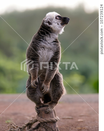white-headed lemur (eulemur albifrons) on a beautiful blurred background 107239124