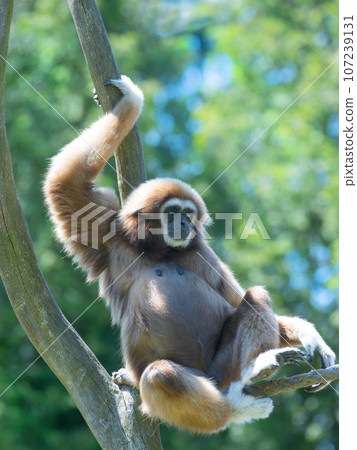 lar gibbon sitting on a tree on a green background lar gibbon sitting on a tree on a green background 107239131