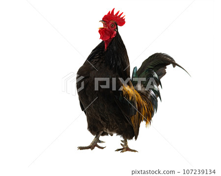 golden rooster isolated on white background 107239134