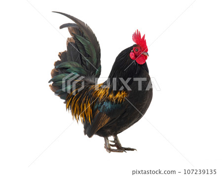 golden rooster isolated on white background 107239135