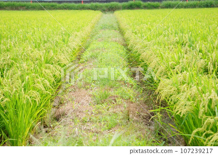 筆直的稻田田埂小徑3 107239217