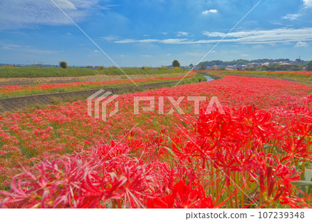 在水稻梯田中綻放的簇狀孤挺花 107239348