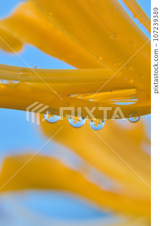 A cluster amaryllis in water drops 107239389