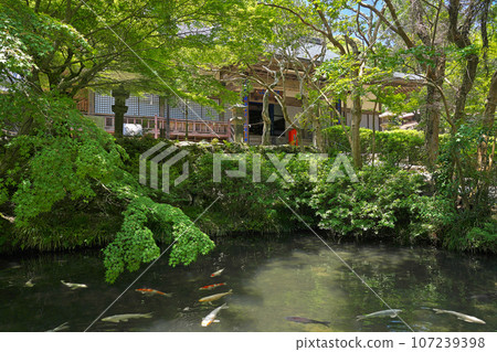 [Daineiji Temple] In front of Fukagawa Yumotomon Gate, Nagato City, Yamaguchi Prefecture 107239398