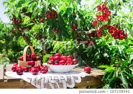 Cherries in a basket and on a plate are on the table Cherries in a basket and on a plate are on the table 107239541