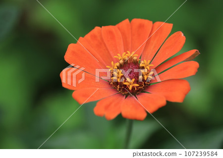 百日菊0251 107239584