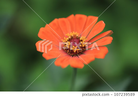 Zinnia 0256 Zinnia 0256 107239589