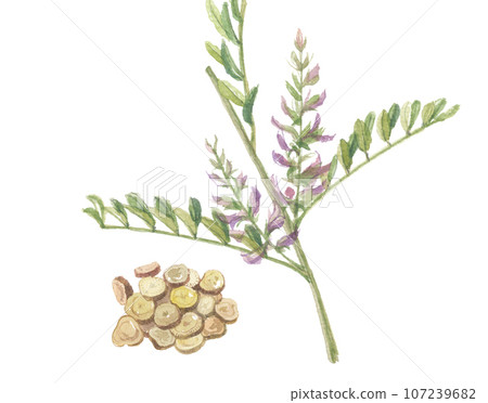 Licorice and licorice flowers and roots painted in watercolor 107239682