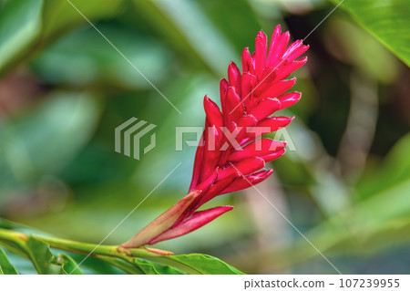 Alpinia purpurata will grow in rainforest of Costa Rica 107239955