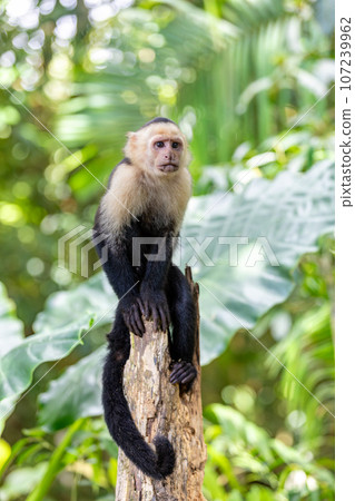 Colombian white-faced capuchin (Cebus capucinus), Manuel Antonio National Park, Costa Rica 107239962