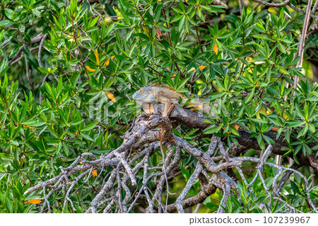 Green iguana (Iguana iguana), Rio Tempisque Costa Rica wildlife Green iguana (Iguana iguana), Rio Tempisque Costa Rica wildlife 107239967