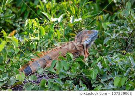 Green iguana (Iguana iguana), Rio Tempisque Costa Rica wildlife Green iguana (Iguana iguana), Rio Tempisque Costa Rica wildlife 107239968