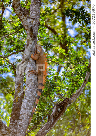 Green iguana (Iguana iguana), Rio Tempisque Costa Rica wildlife Green iguana (Iguana iguana), Rio Tempisque Costa Rica wildlife 107239970