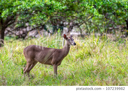 White-tailed deer, Odocoileus virginianus, Curu Wildlife Reserve, Costa Rica wildlife White-tailed deer, Odocoileus virginianus, Curu Wildlife Reserve, Costa Rica wildlife 107239982