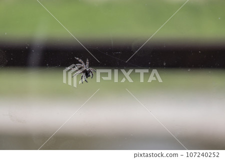 The belly of a jumping spider stuck to the glass 107240252