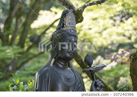 Kyoto, Kumano Kannonji, blurred Kannon, fresh green season Kyoto, Kumano Kannonji, blurred Kannon, fresh green season 107240366