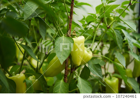Green peppers grown in a greenhouse. 107240461