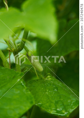 Green cucumbers grown in greenhouse. 107240478