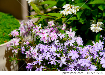 兩種芝櫻特寫 107240548