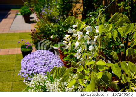 Spring gardening: Shibazakura, Japanese deutschia, and white wisteria 107240549