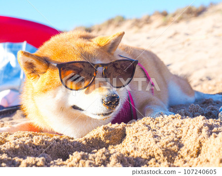 Shiba Inu puppy looks like a little fox Shiba Inu puppy looks like a little fox 107240605