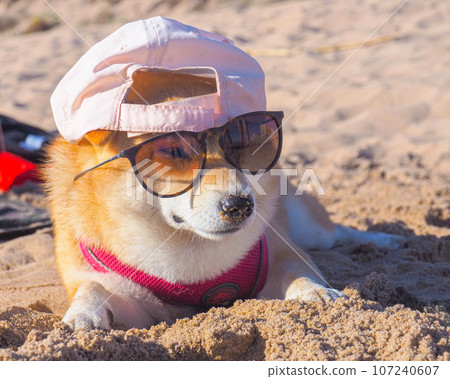 Shiba Inu puppy looks like a little fox 107240607