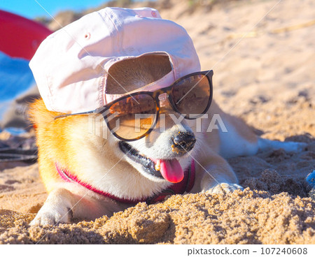 Shiba Inu puppy looks like a little fox Shiba Inu puppy looks like a little fox 107240608