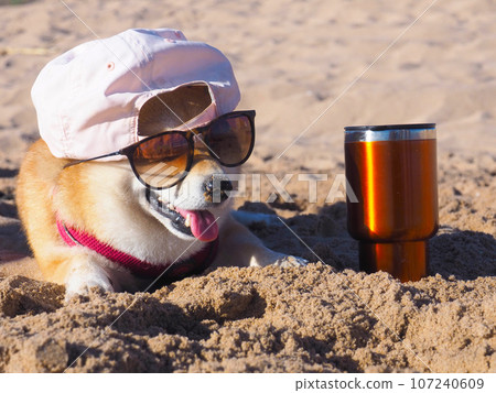 Shiba Inu puppy looks like a little fox 107240609