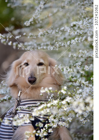 Yuki willow flowers and miniature dachshund 107241062