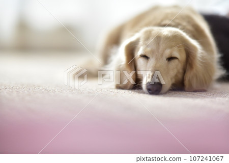 迷你臘腸狗 迷你臘腸狗 107241067