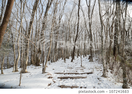 冬季風景凍森林 107241683