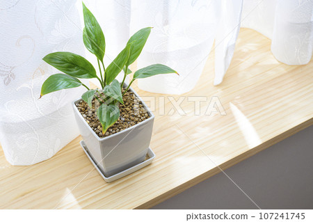 Potted Spathiphyllum grown on the windowsill 107241745