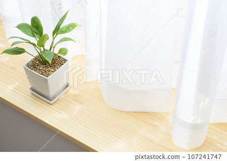 窗台上種植的盆栽白鶴芋 107241747