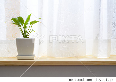 Potted Spathiphyllum grown on the windowsill 107241748