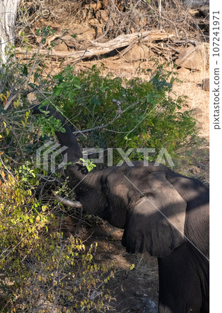 African Elephant in Chobe National Park 107241971