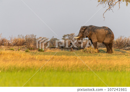 African Elephant grazing in the Okavango Delta at sunset 107241981