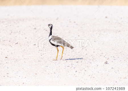 White-quilled Bustard in Etosha National Park White-quilled Bustard in Etosha National Park 107241989