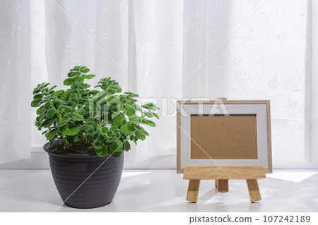盆栽觀賞植物芳香相框 107242189