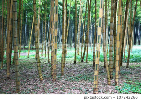 Bamboo grove of Jinming Meng sect bamboo 107242266