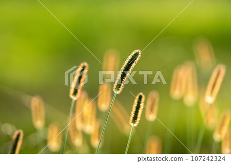 [素材] 秋天的圖像 107242324