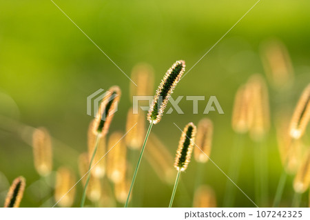 [素材] 秋天的圖像 107242325