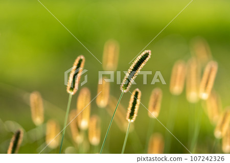 [素材] 秋天的圖像 107242326