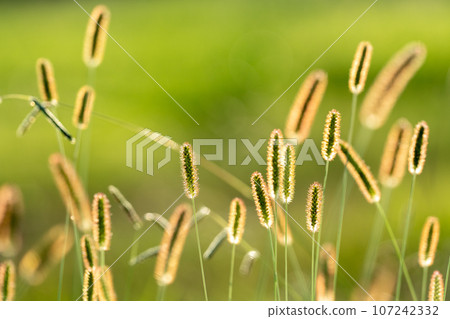 [素材] 秋天的圖像 107242332