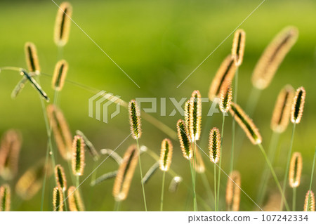 [素材] 秋天的圖像 107242334